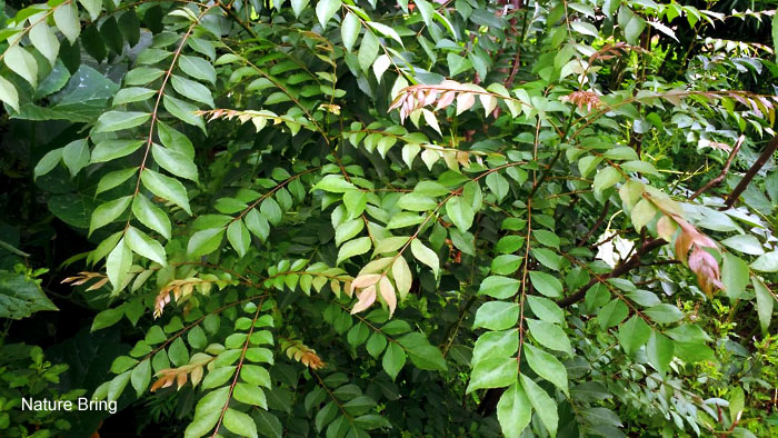 Curry leaves