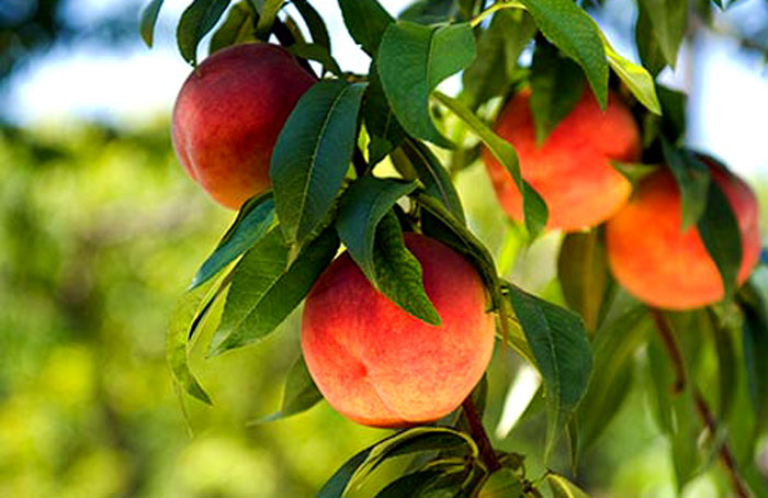 Apricots | peaches in pots | Growing Peaches