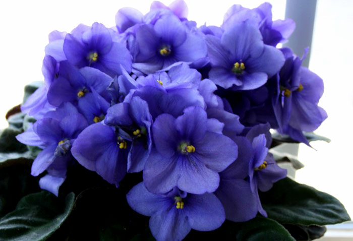 How to grow African violet | Growing African violets Houseplant