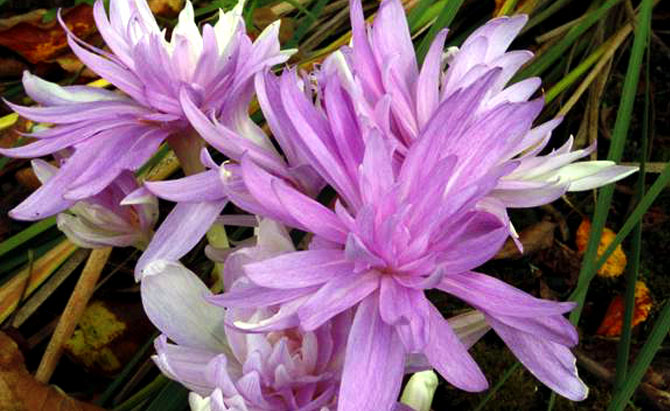 How to Grow Colchicum | Growing Colchicum bulb | Meadow saffron