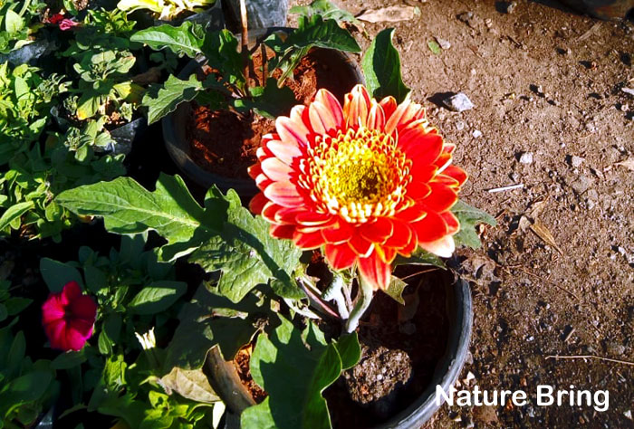 Growing Gerbera Daisies | How to grow Gerbera plants in container