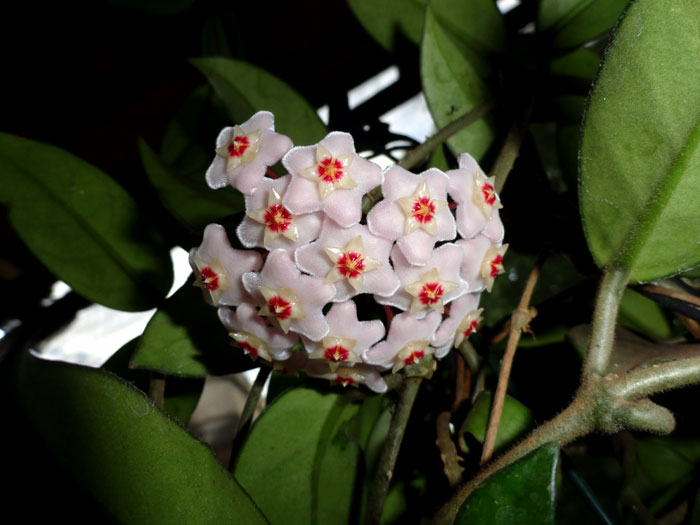 Hoya plants | wax flower