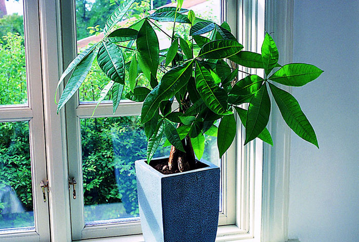 Money Tree Plant