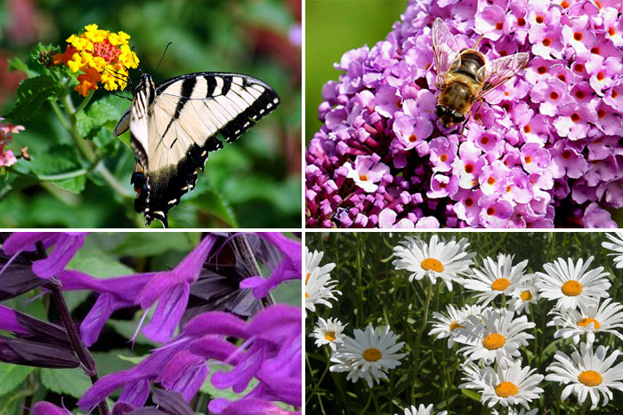 Best flowers for Bees and Butterfly garden | Pollinator Garden
