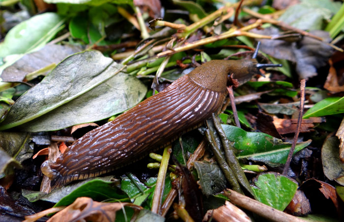 Slug