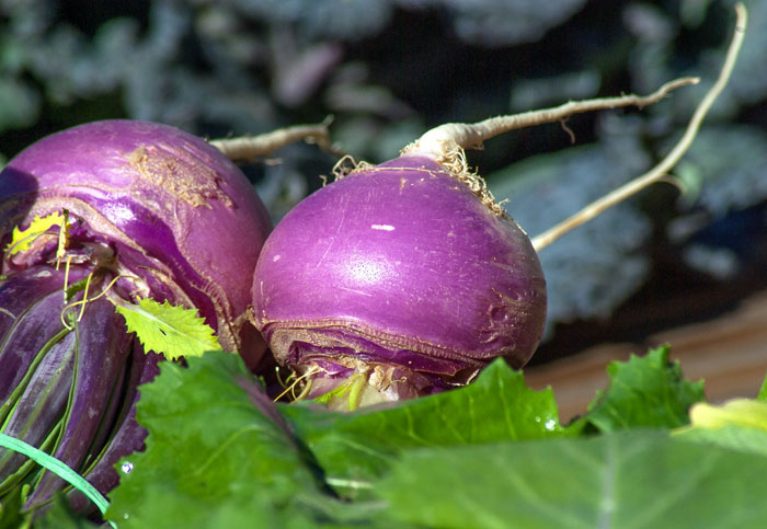 How to grow Turnip | Growing Turnips in containers | Turnips care