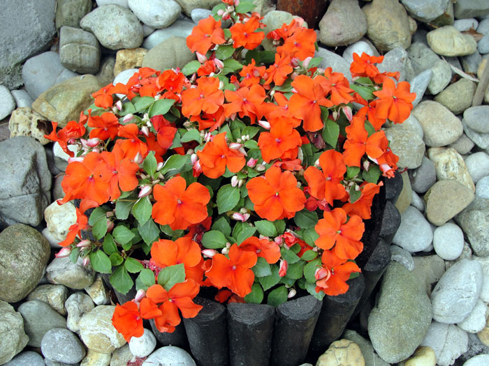 How to grow Impatiens in spring | Growing Impatiens walleriana