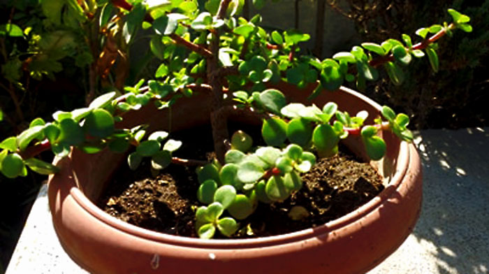 jade plant grow plants ovata crassula growing caring container naturebring houseplants gardening