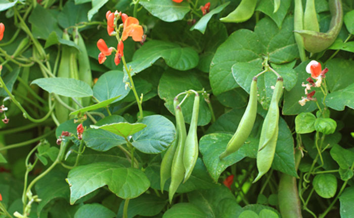 How to grow Kidney Beans | Rajma | Growing Kidney beans in containers