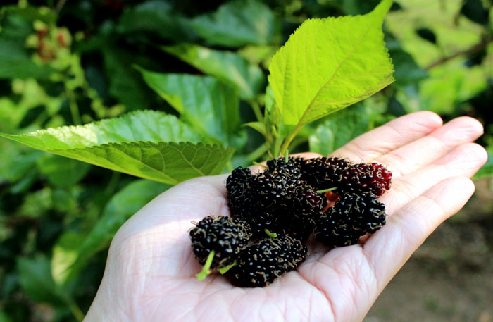 How to Grow Mulberry | Growing Mulberry tree in containers | Mulberries care