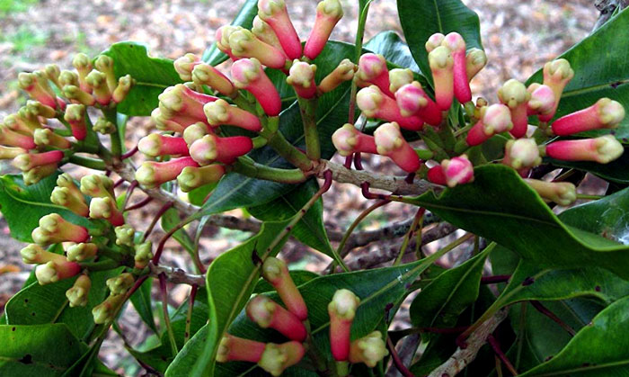 How to grow Cloves | Growing Clove plant in containers | Loung tree