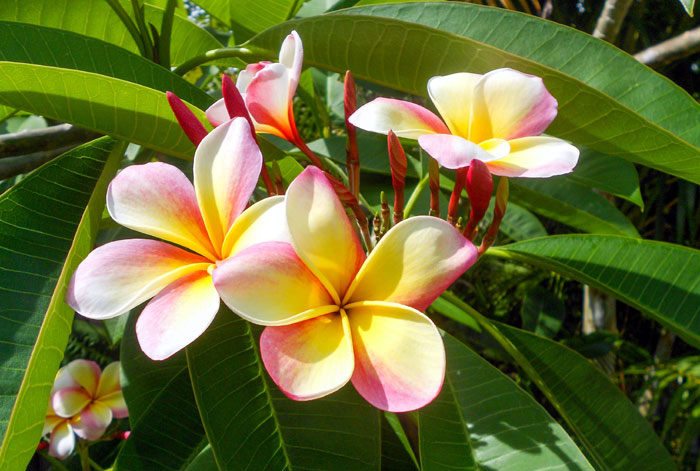 How To Grow Plumeria | Growing Plumeria in containers | Frangipani care