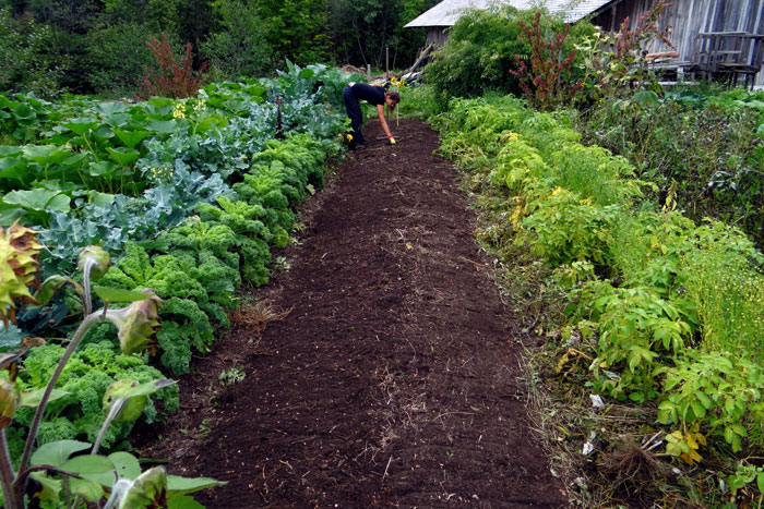 Vegetable garden Companion plants guide | Companion  planting