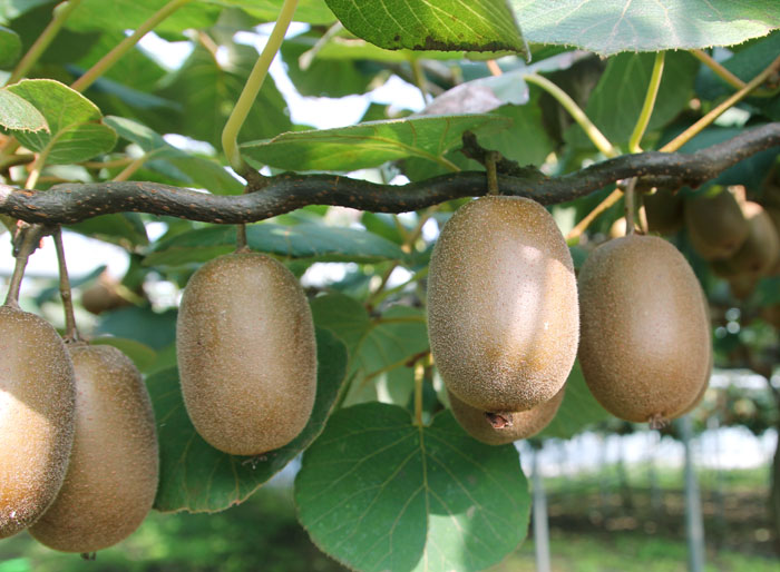 How to Grow Kiwi fruit in your home | Growing Kiwi plants | Kiwi fruit care