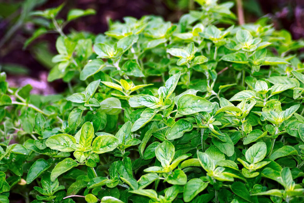 How to grow Oregano | Growing Oregano | Care and Harvest