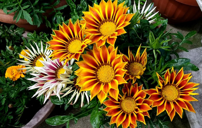 How to grow Gazania annual Plant | Growing Gazania seeds indoors