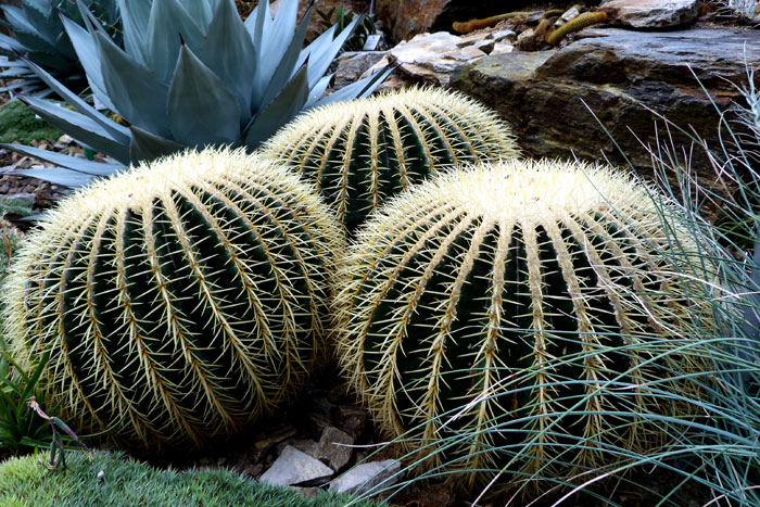 Growing  Golden Barrel Cactus | How to grow Golden Barrel Cactus by seeds
