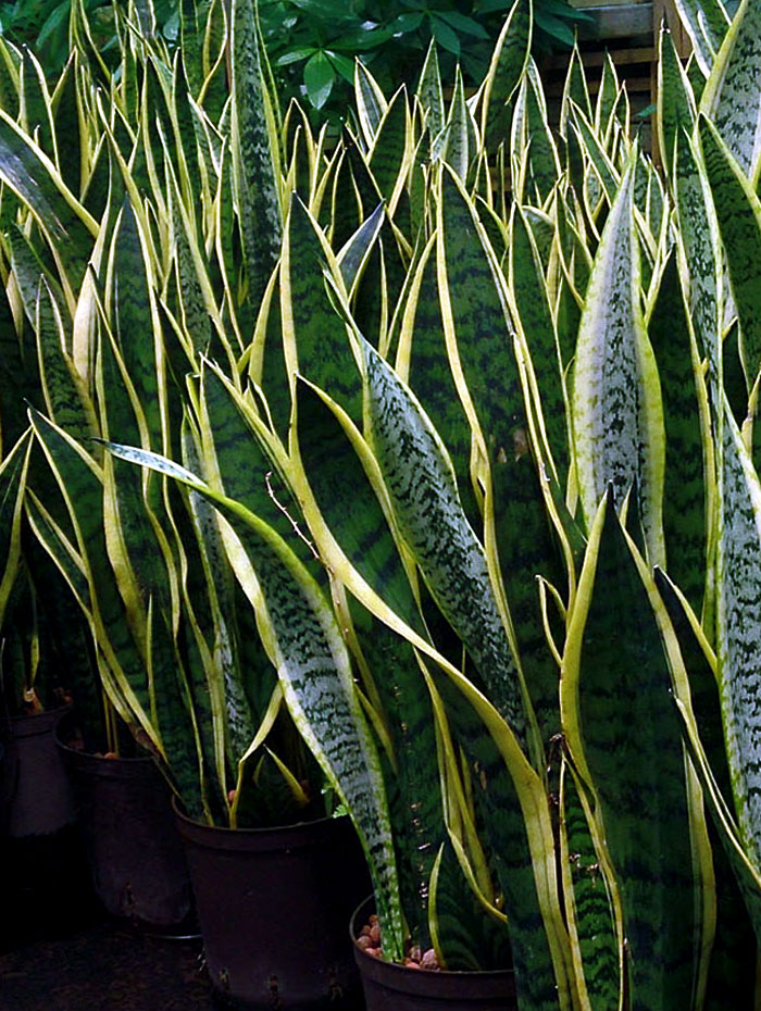 How to grow Snake Plant | Mother-in-Law’s Tongue | Growing Snake plant in pots