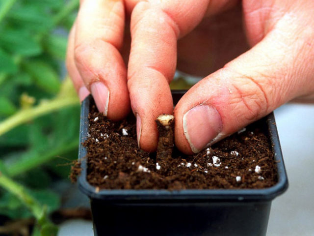 Homemade Root Developer Homemade Rooting Hormones | Rooting Hormones | Root stimulation ...