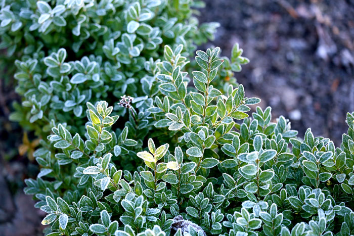 growing thyme in central texas