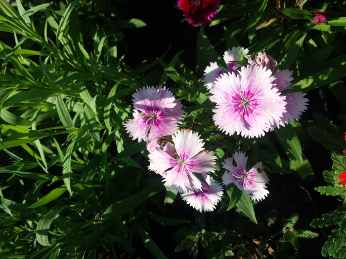 How to grow Carnation flower | Growing Dianthus Flower in pots | Carnation flower