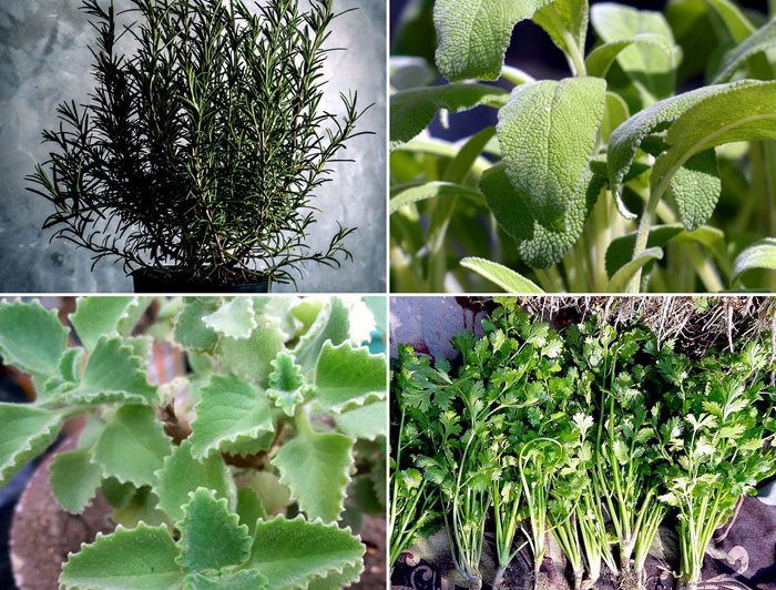 9 Easy growing Herbs for your beginners Herb garden | Easy Growing