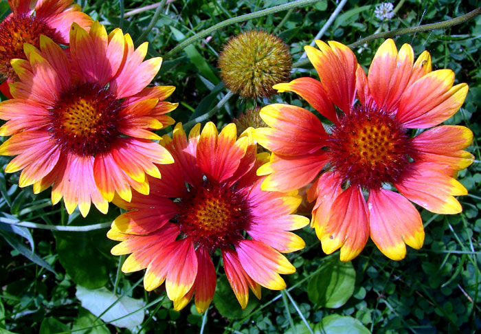 How to Grow Gaillardia Flowers | Growing Gaillardia From a Seed | Blanket Flowers