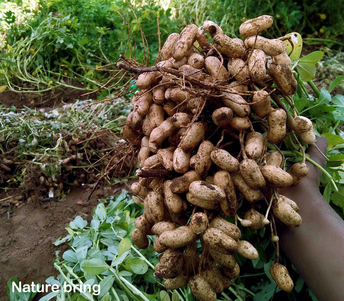 Peanuts