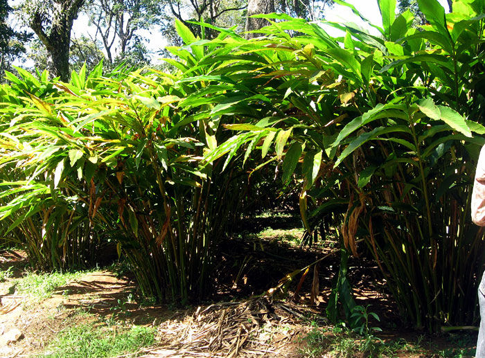 How to Grow Cardamom | Growing Cardamom from seeds