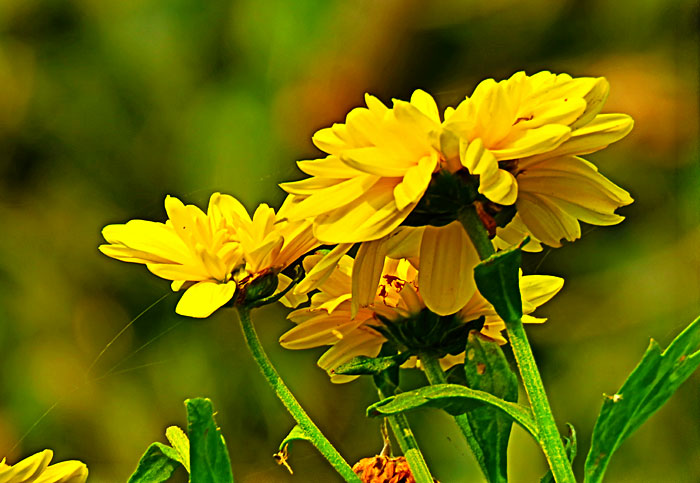 Coreopsis