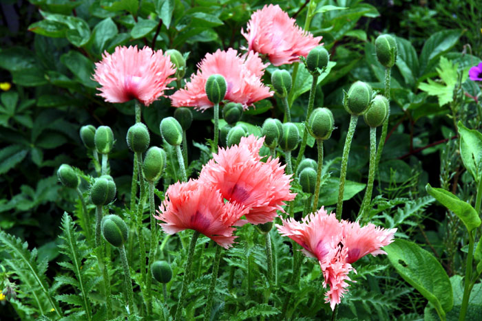 Poppies | Poppies flower
