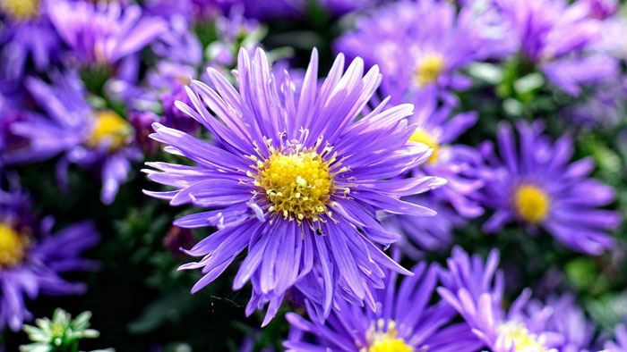 Aster | Growing Asters | How to grow Aster perennial | flowering plant