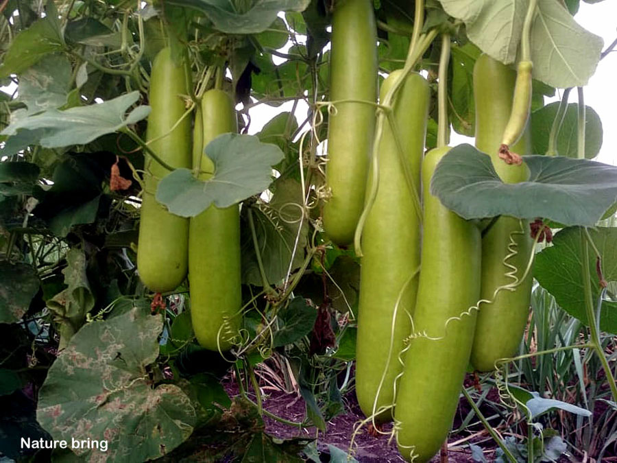 How to grow organic Bottle gourd | Growing Bottle gourd in pots | Lauki