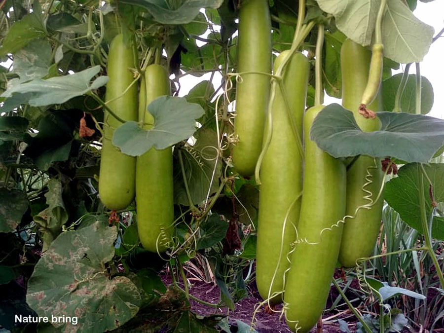 Growing Bottle gourd