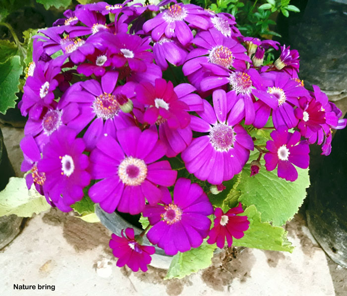 Growing Cineraria | How to grow Cineraria from seeds