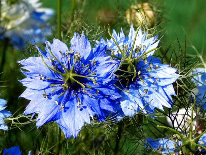 How to Grow Nigella Damascena | Growing Love-in-a-Mist plants