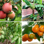 Fruits to grow in containers | Top fruit plants | Fruit trees