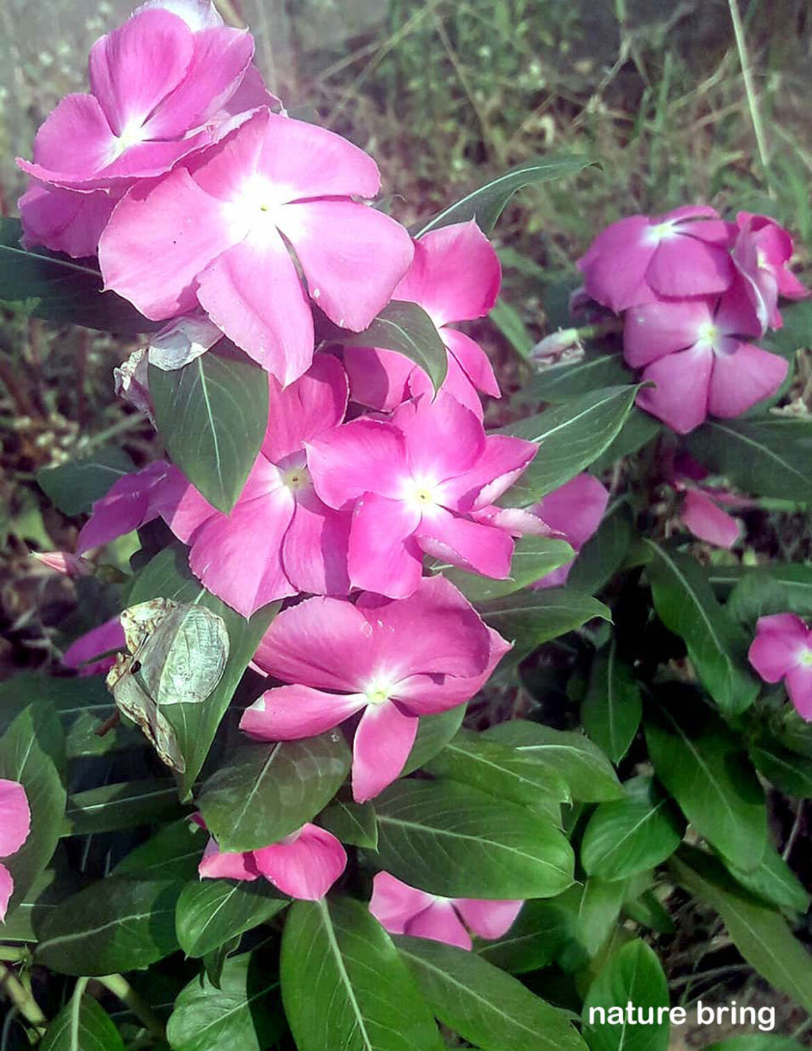 How to Grow Vinca | Growing Periwinkle in pots | Periwinkle