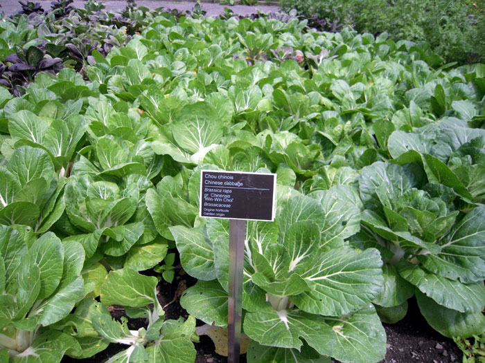 How to Grow Pak Choi in Containers | Growing Chinese cabbage