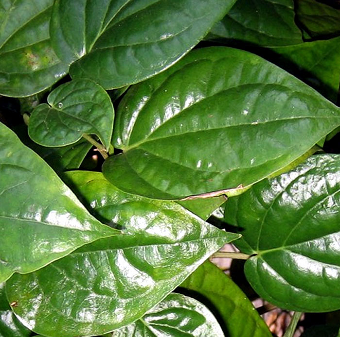 How to grow betel leaf plant | Growing Betel Leaf (Paan) - Naturebring