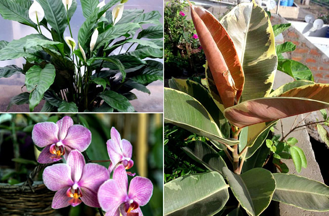 Feng Shui Plants | Houseplant