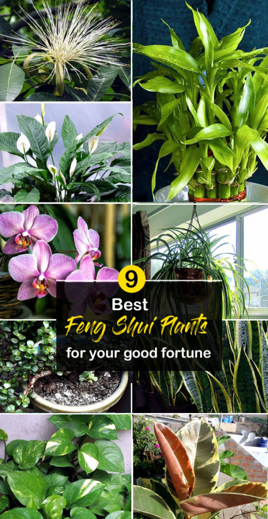 9 Best Feng Shui Plants for your good fortune | Houseplant - Naturebring