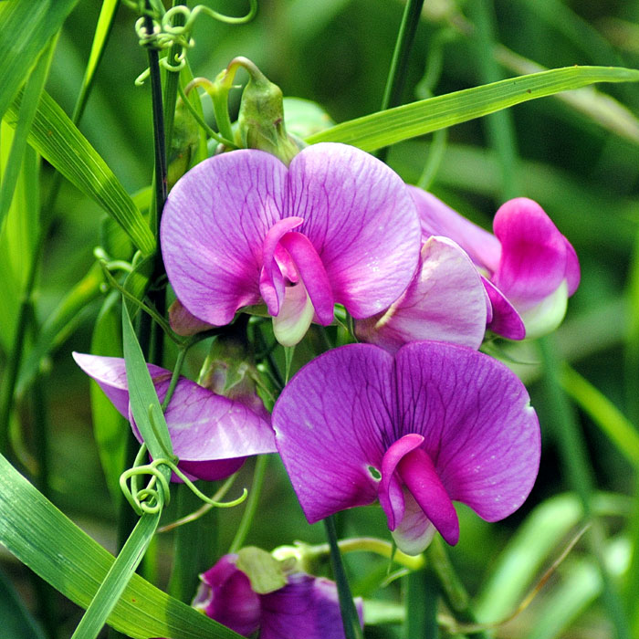 Growing sweet peas