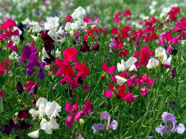 How to plant grow and care sweet peas | Growing sweet peas