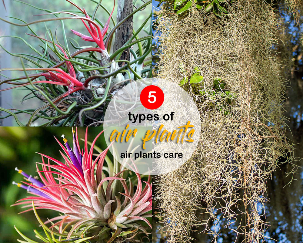 5 types of air plants for your home | air plants care