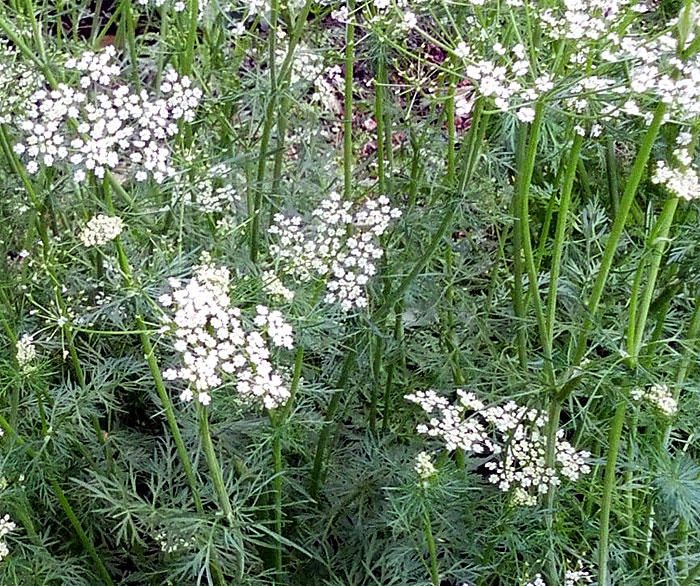 Cumin herb | Growing cumin | Jeera spices