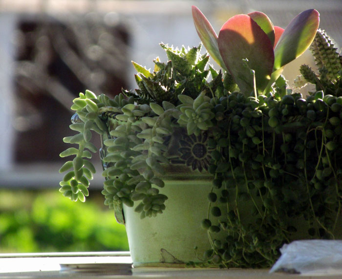 best indoor succulents | types of succulents | Succulent plant