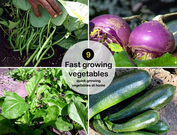 9 fast growing vegetables | quick growing vegetables at home