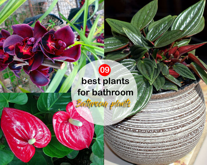 09 best plants for bathroom | Bathroom plants | shower plants