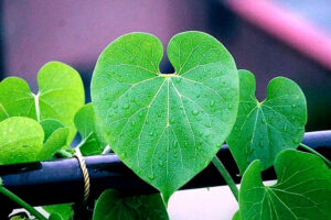 How to Grow Giloy | Growing Guduchi | Giloy benefits - Naturebring